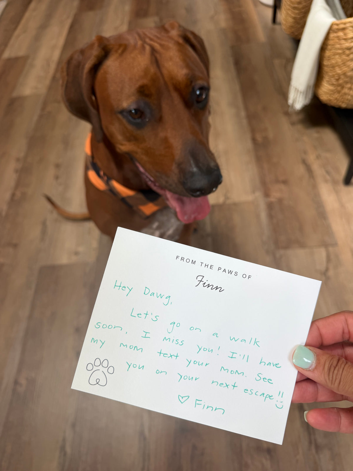 Dog and cat Pawpal stationery kit for sending happy mail from pets